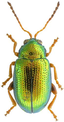 Réf. 195 938 : Crepidodera fulvicornis